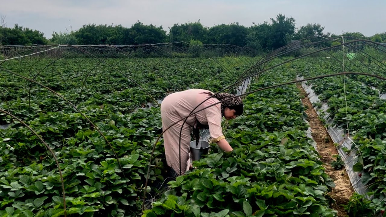 Picking strawberries from the farm and making organic fruit salad