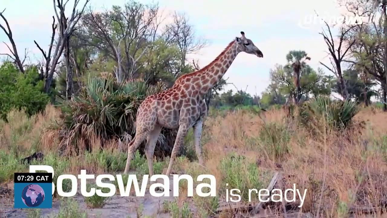 BTV DIKGANG