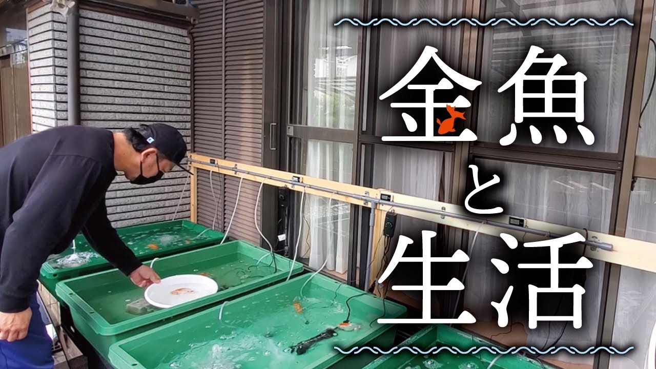 アクシデントを乗り越え…本格的に金魚との生活が始まりました。