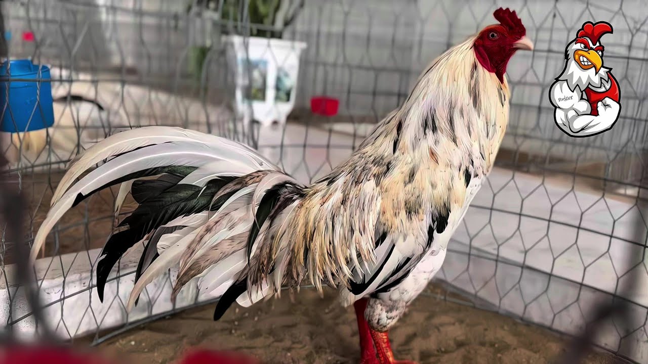 Top 1 most beautiful chicken in the last 7 hours