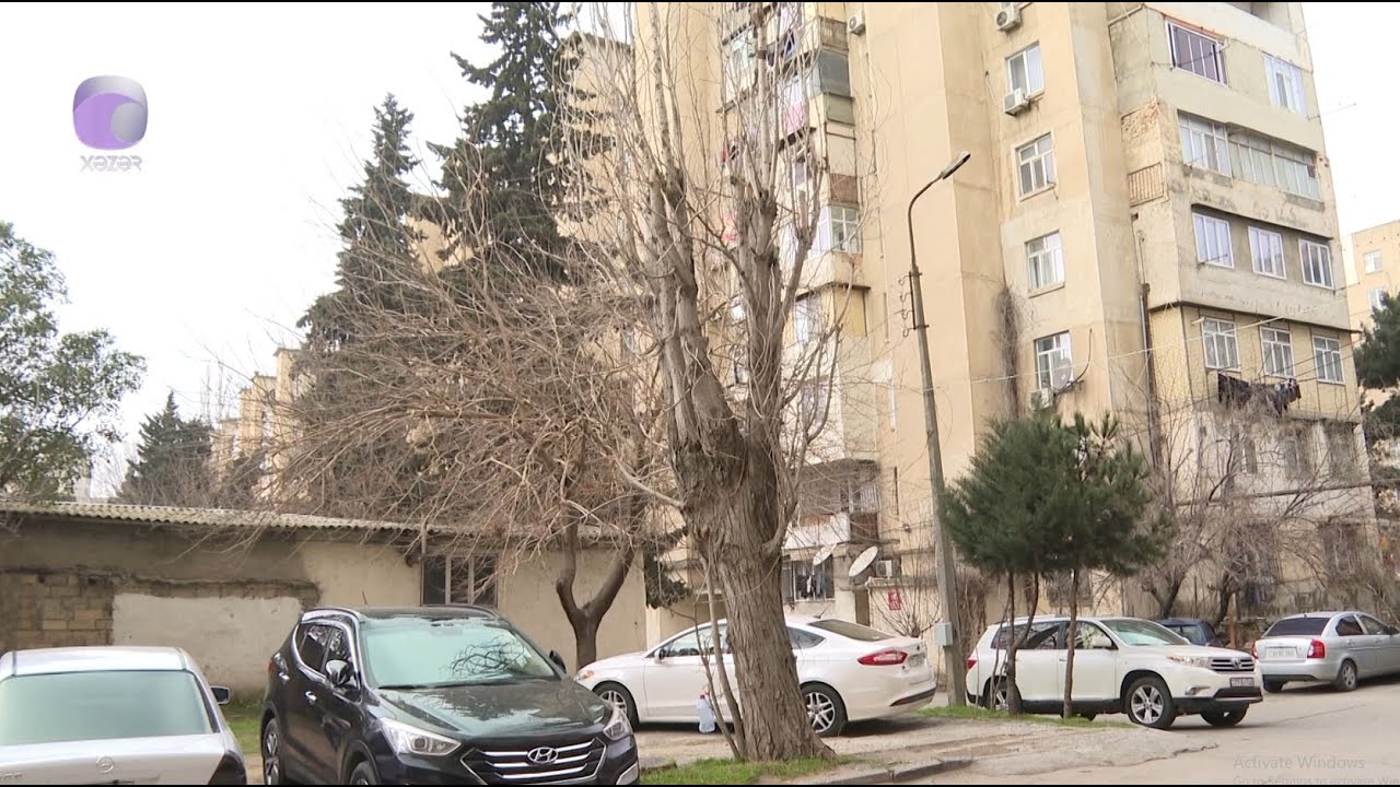 Təhlükəli ağaclar: kəsməsən, risk, kəssən, cərimə
