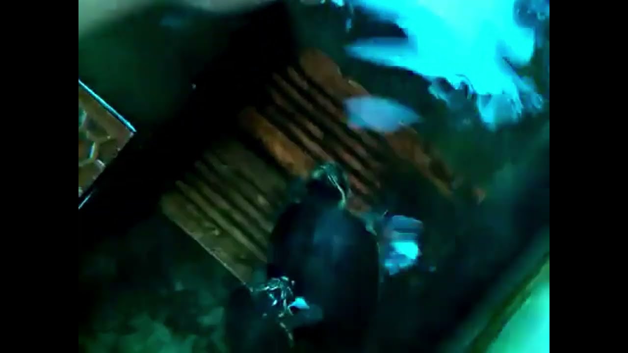 Rùa 3G toàn tập| Malaysian Snail-Eating Turtle