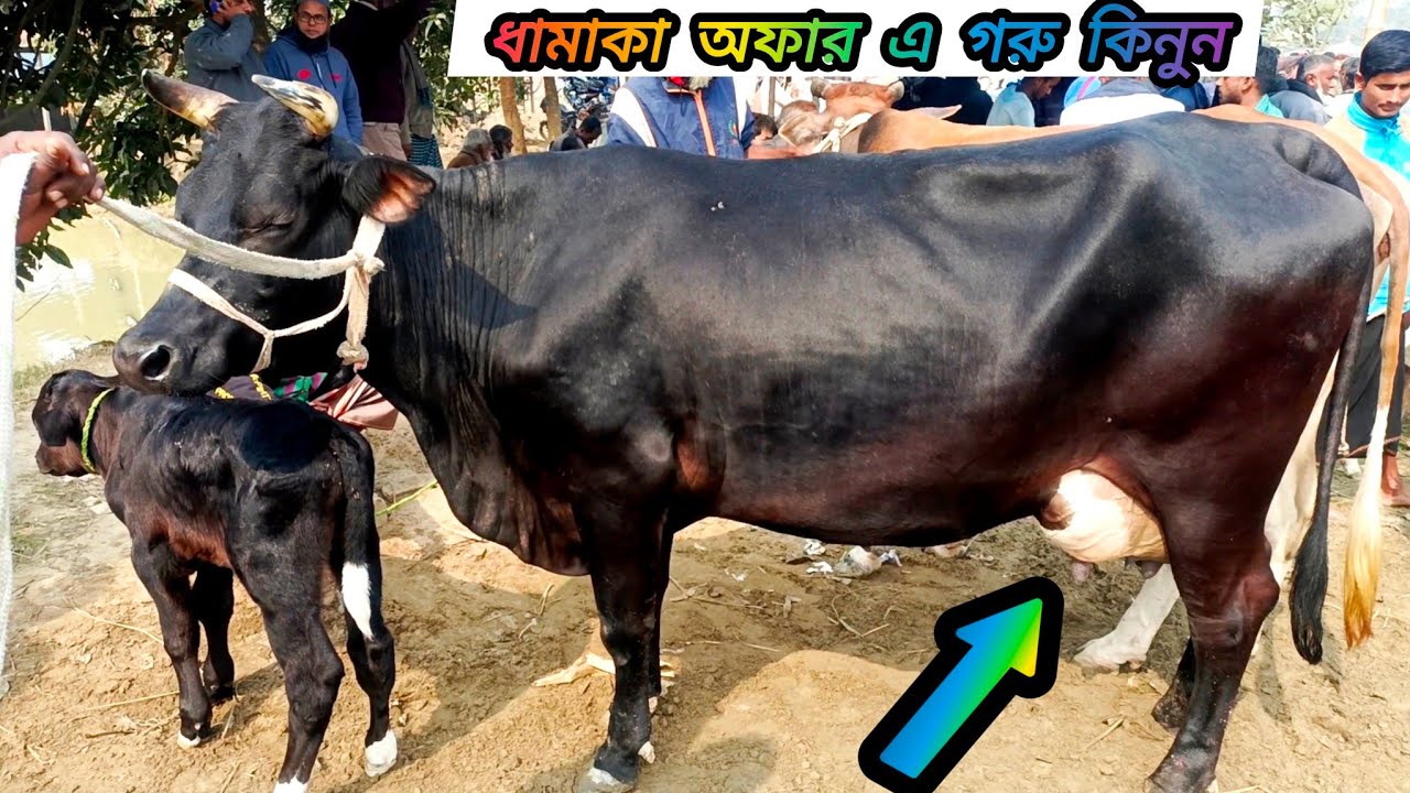 উন্নত জাতের ৩০/৩৫/ লিটার দুধের 