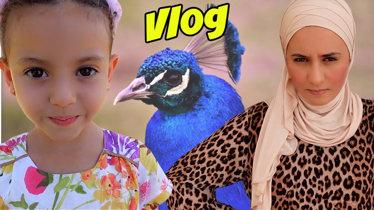VLOG - BYE BYE les PAONS !