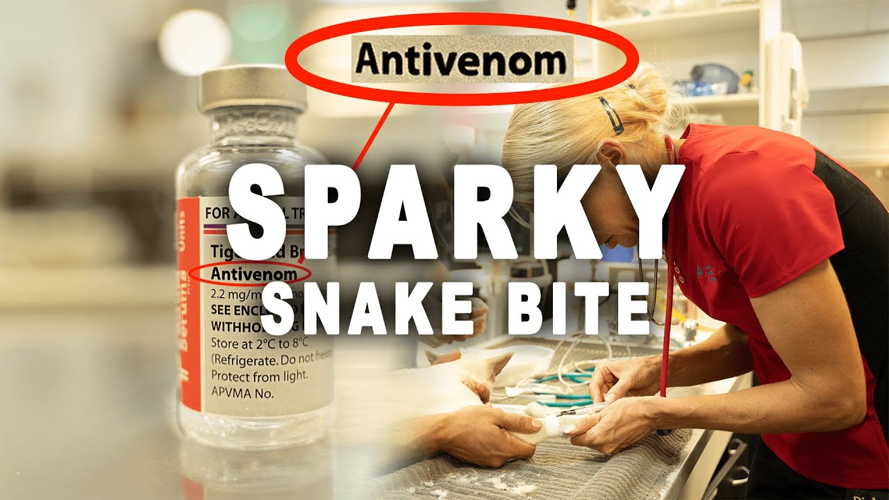 Bondi Vet: Deadly Snake bite for Sparky the cat