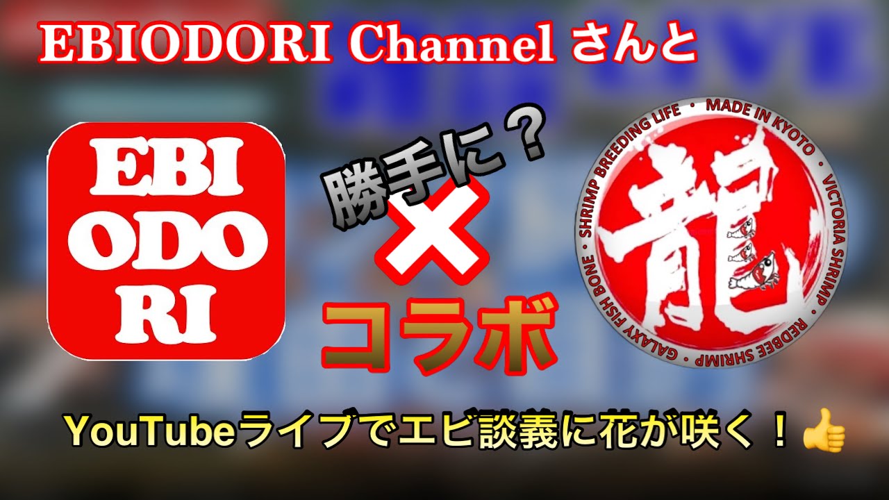 【シュリンプ】エビオドリさんのYouTubeライブに参加！エビ飼育の魅力を語る。【チェリーシュリンプ 】【レッドビーシュリンプ】＃チェリーシュリンプ　＃エビオドリ　＃エビ飼育