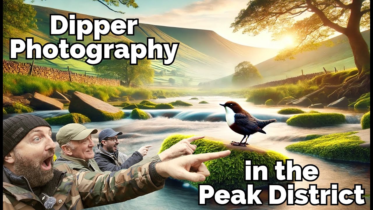 Photographing Dippers in the Peak District