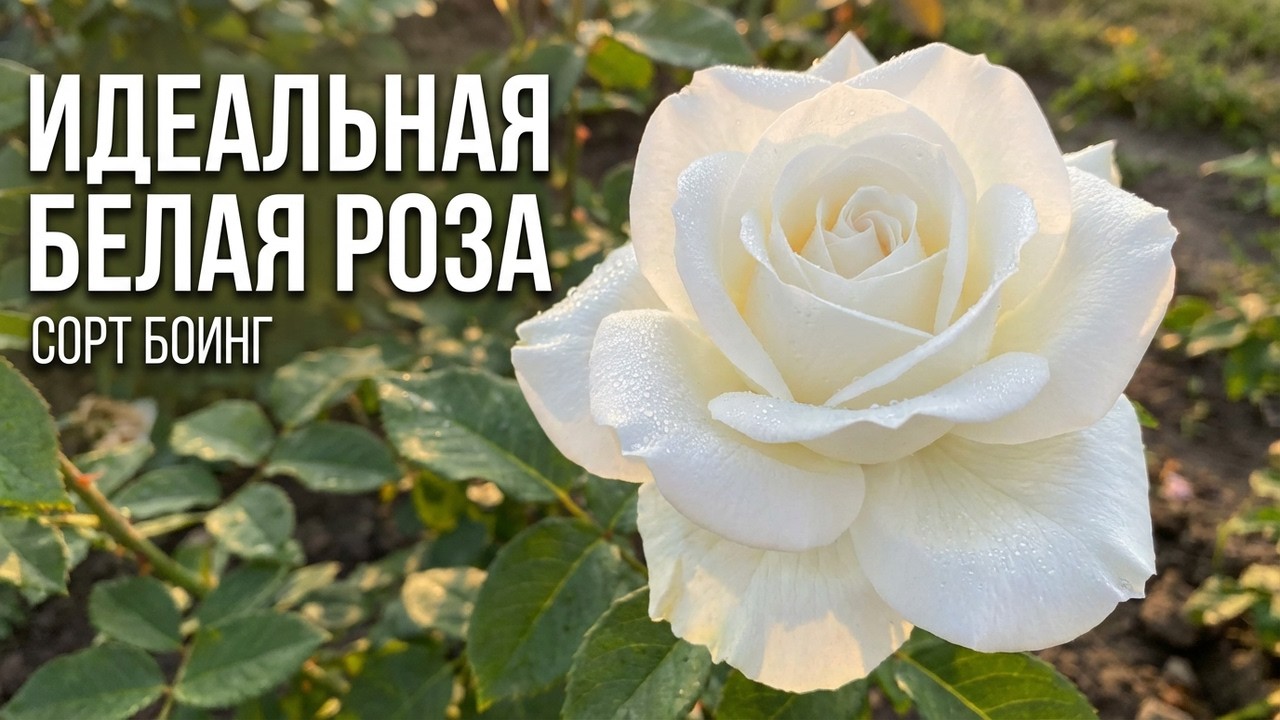 Обзор розы Боинг  (Чайно гибридная)  Boeing (Terra Nigra Нидерланды)