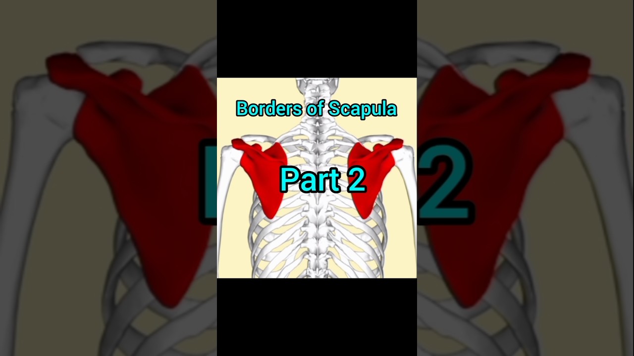 Scapula Borders Part 2 