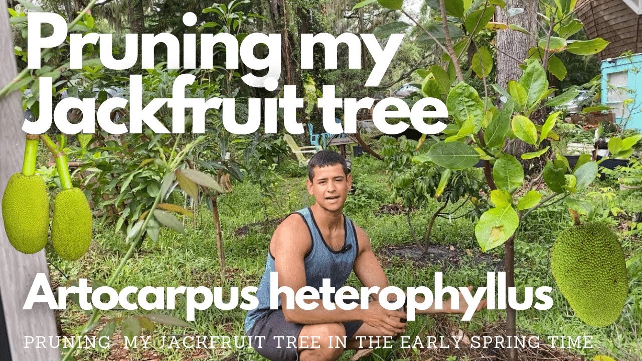 Pruning my Jackfruit tree | Artocarpus heterophyllus