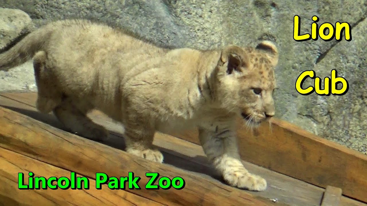African Lion Cub “Pilipili” at Lincoln Park Zoo 🦁 Public Debut May 28 2022 【4K】Lions