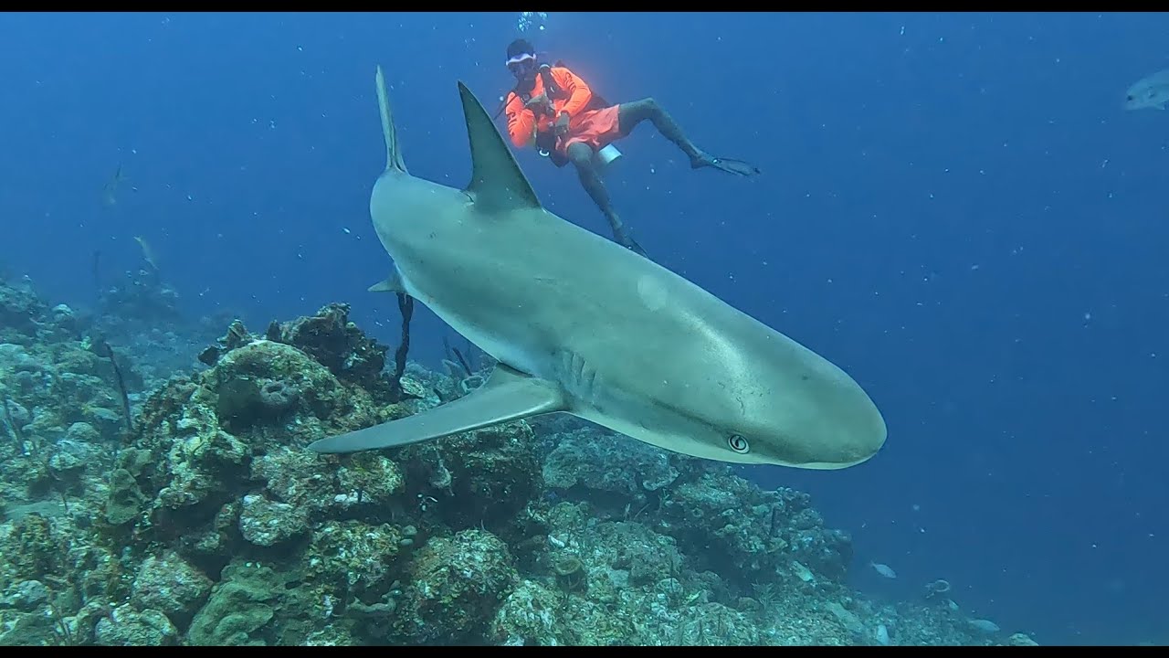 Diving Turks and Caicos with Dive Provo