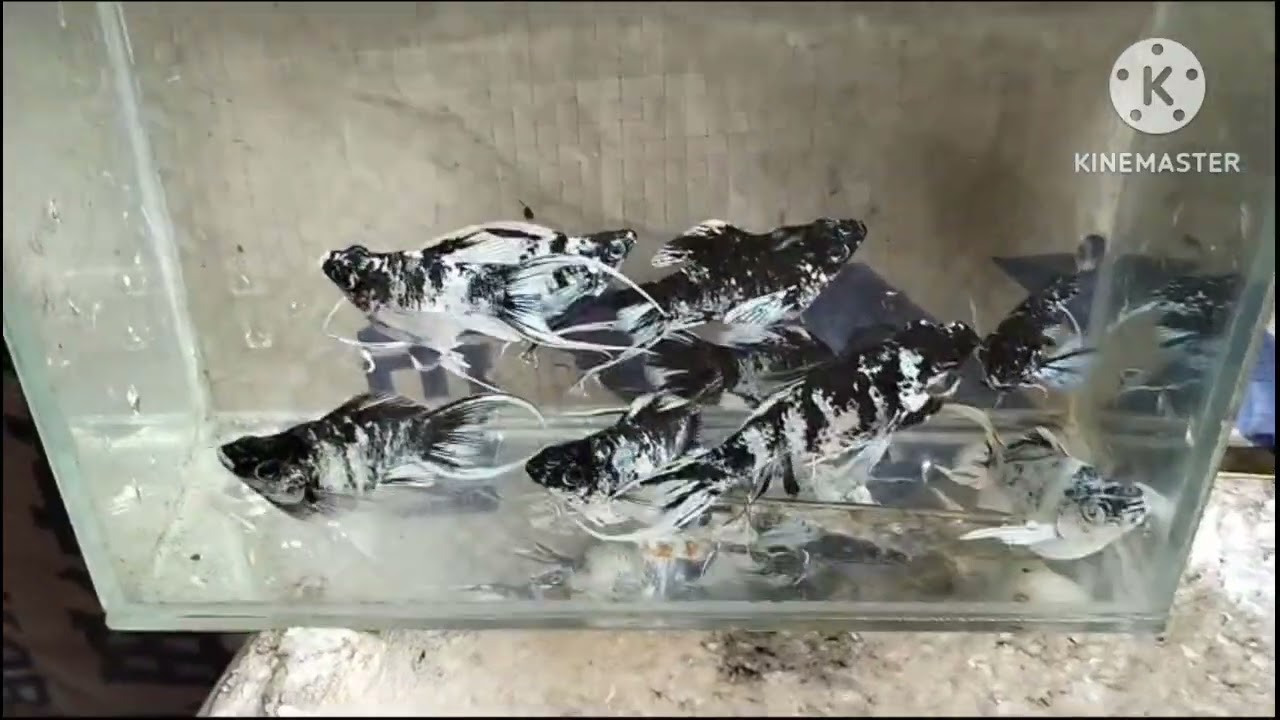 Những dòng cá thủy sinh 