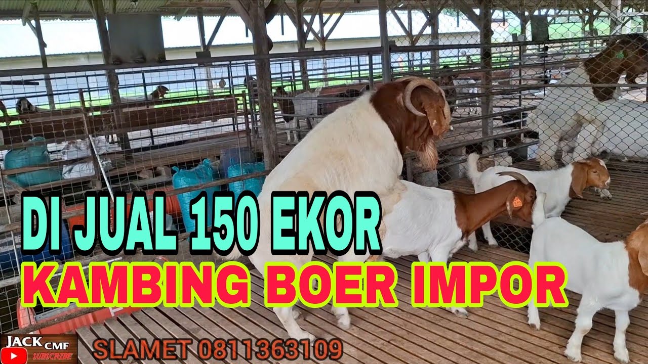 RATUSAN KAMBING BOER DI JUAL MULAI 2 JT an. KOH SLAMET MALANG