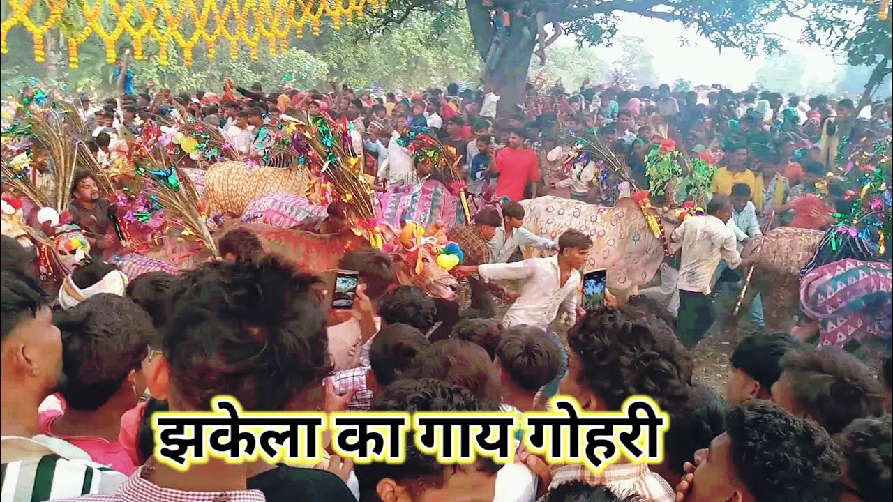 झकेला का गाय गोहरी वीडियो 2025 gay Gori Jhabua jila gaon jhakeela ka video 2025 Aadivasi Timli 2025