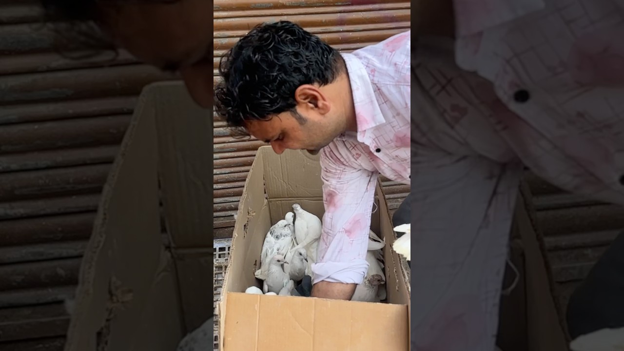 Shazad Bhai Loni pets market #shorts #pigeon #kabutar #pigeons #kabootar