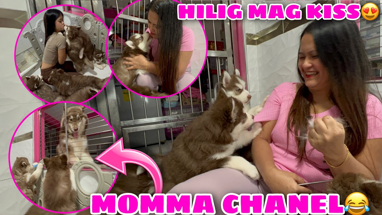 Mishka’s Puppies Personalities! | ANG LAMBING NILA! | VLOGMAS ‘22 Day 18 | Husky Pack TV