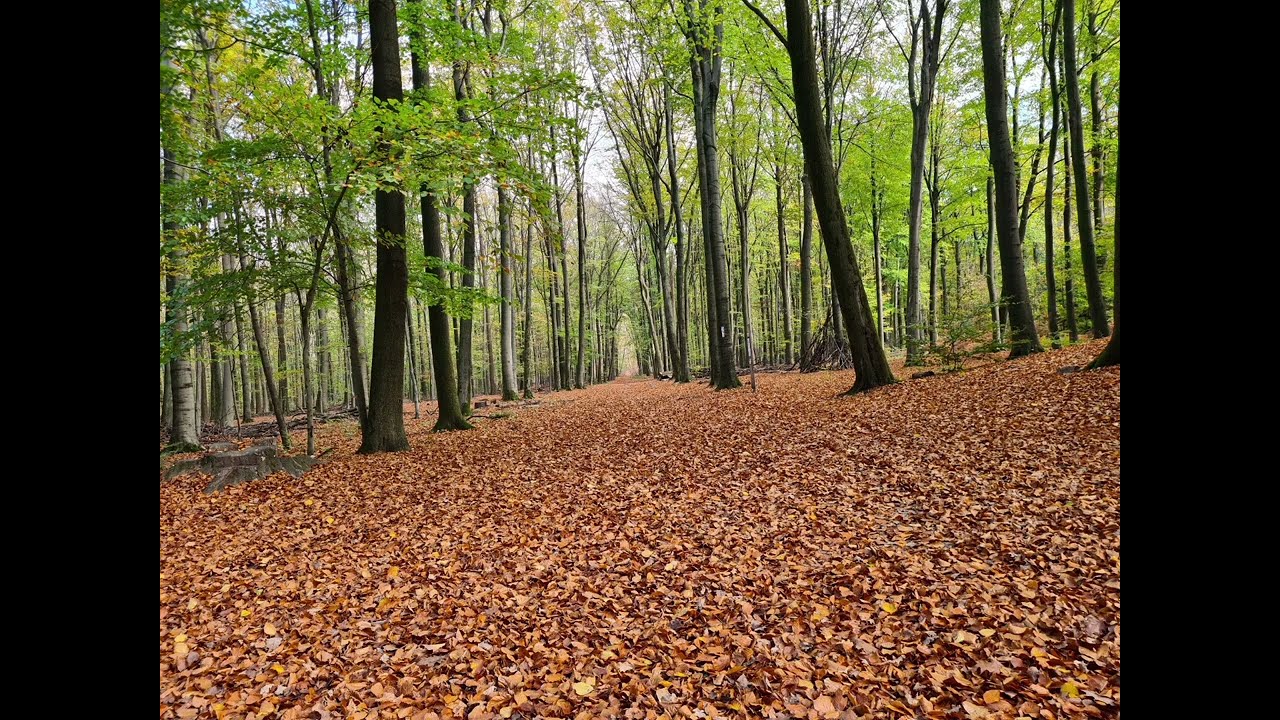 Rundgang am Dachsberg