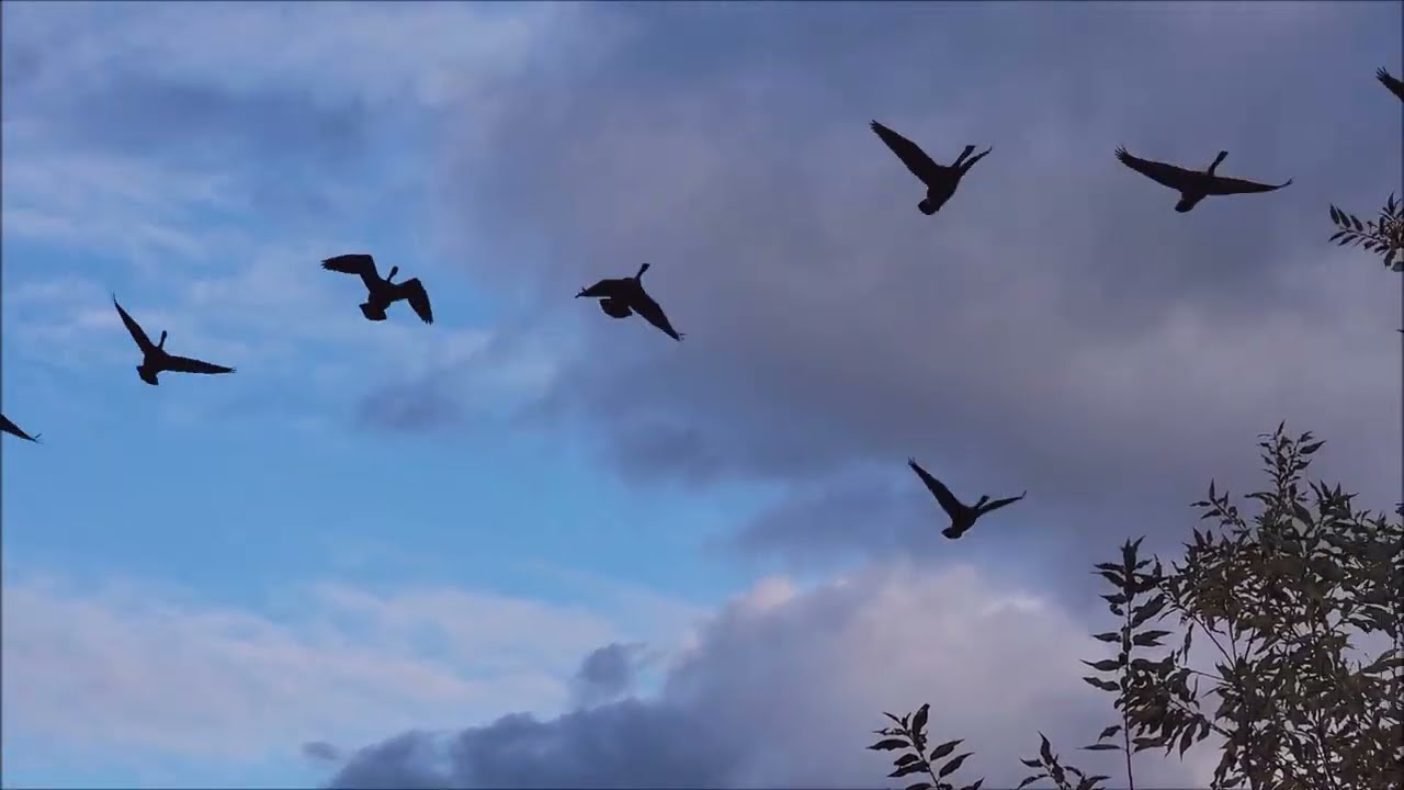 The geese flew away.  Migratory Geese on Half Moon Bay # Colors of Autumn # NatureVideo # Wildlife