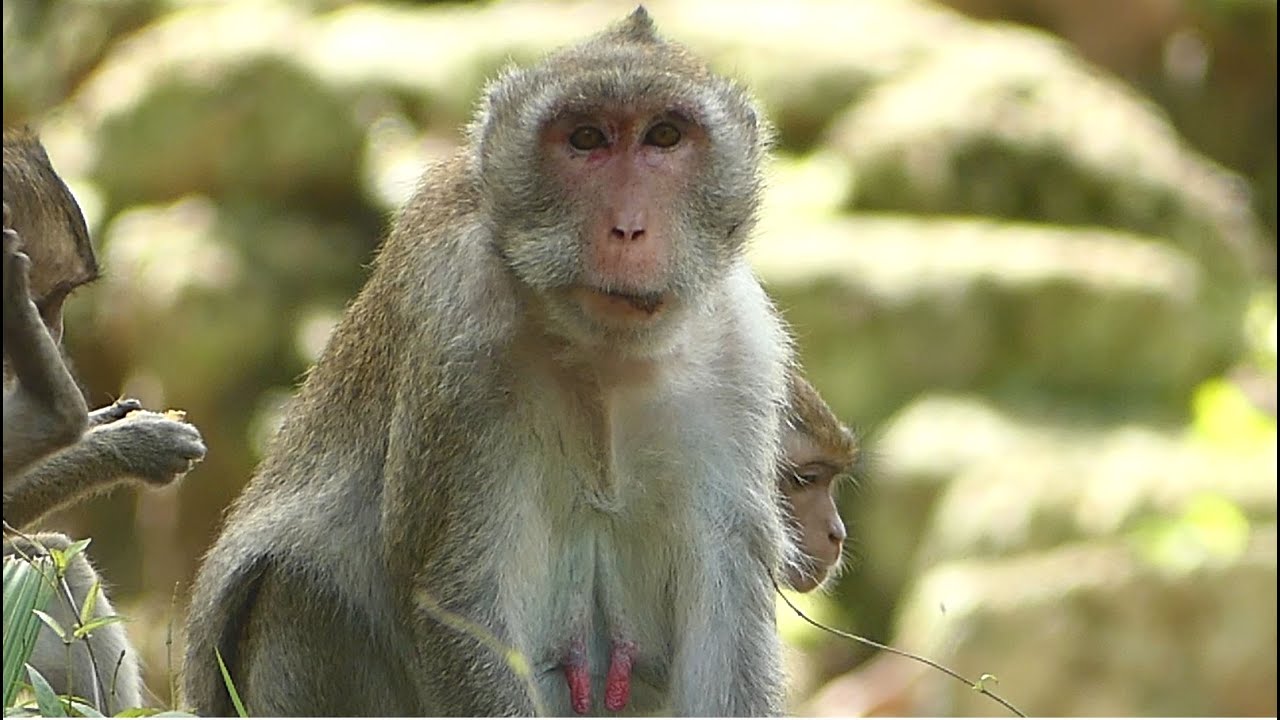 Jane Is A Very Beautful Female Monkey