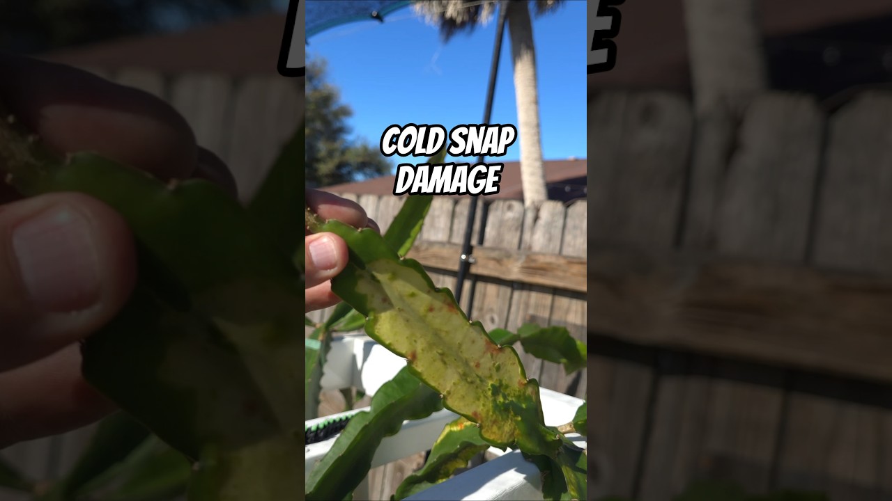 Cold snap damage check on my dragon fruit 🌵❄️Not all damage is a loss.