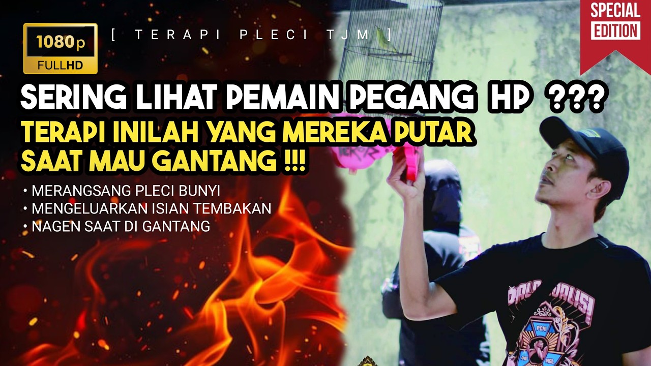 🔴 LIVE Terapi Pleci Saat Mau Digantangkan / Pleci Lomba Pleci Juara