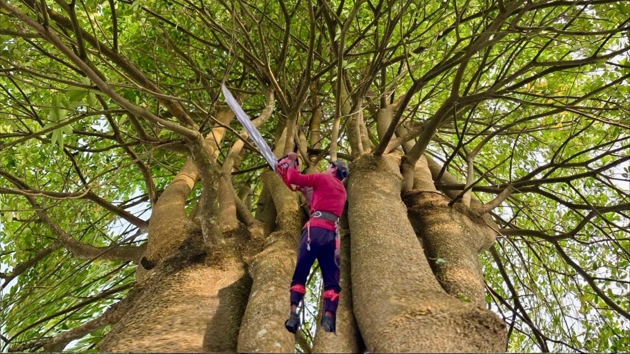 Cưa cây hoa sữa siêu khủng ,Chưa từng thấy . khó cưa hạ . Cưa cây kỷ thuật cao 