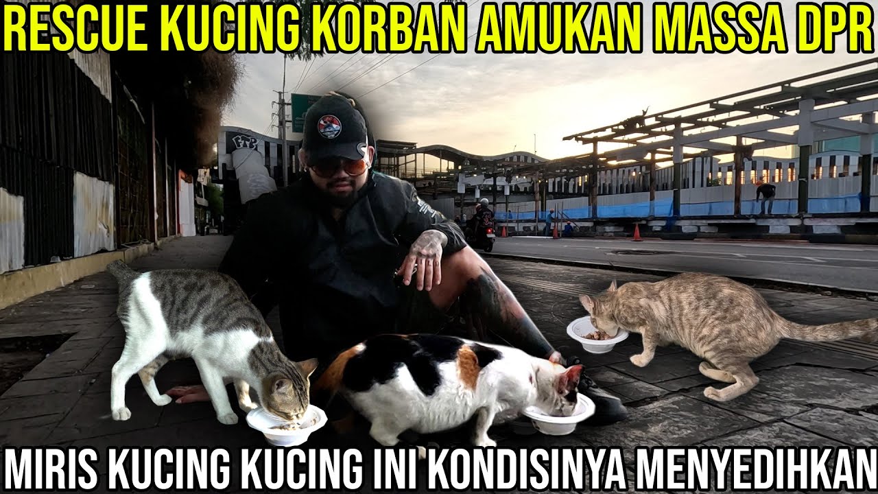 RESCUE KUCING KORBAN AMUKAN MASSA DPR MIRIS KONDISI KUCING KUCING INI MENYEDIHKAN