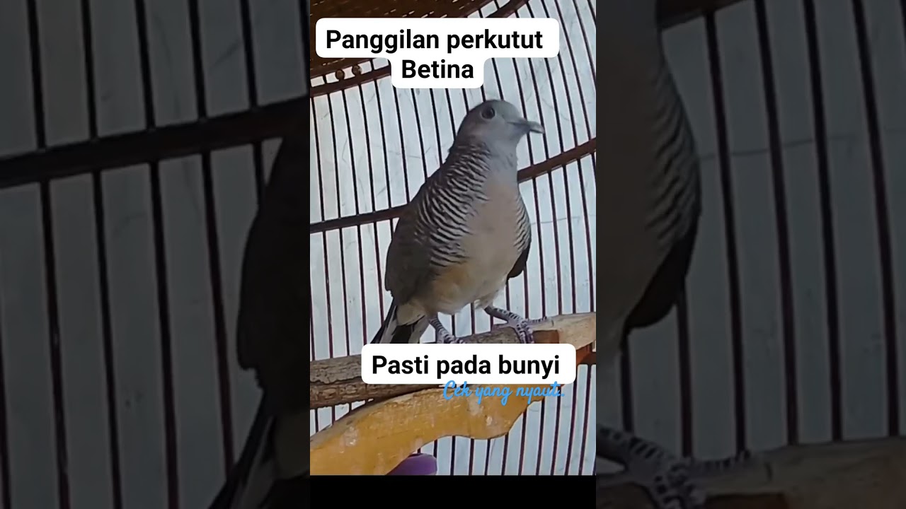 Perkutut Betina #memanggiljantan #perkututgacor #perkututlokalgacor #betinagacor #turtledoves