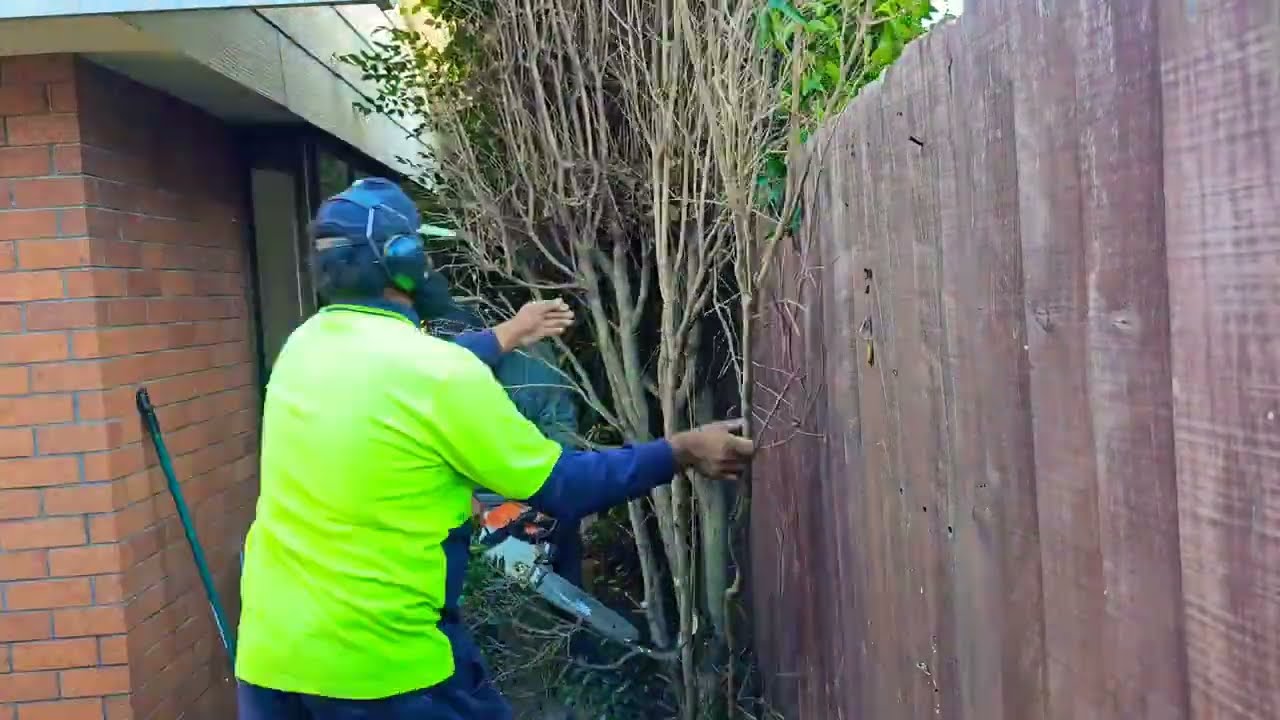 Massive Clean up of this property The IVY was Overtaking the house