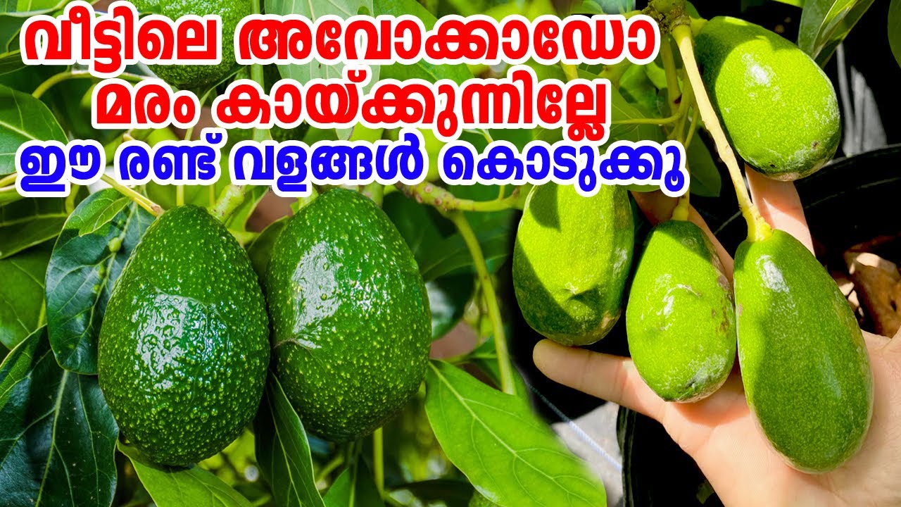 അവോക്കാഡോ മരം കായ്ക്കുന്നില്ലേ ഈ വളം കൊടുക്കൂ/Avocado tree Malayalam/Avocado Cultivation/#Avocadotre