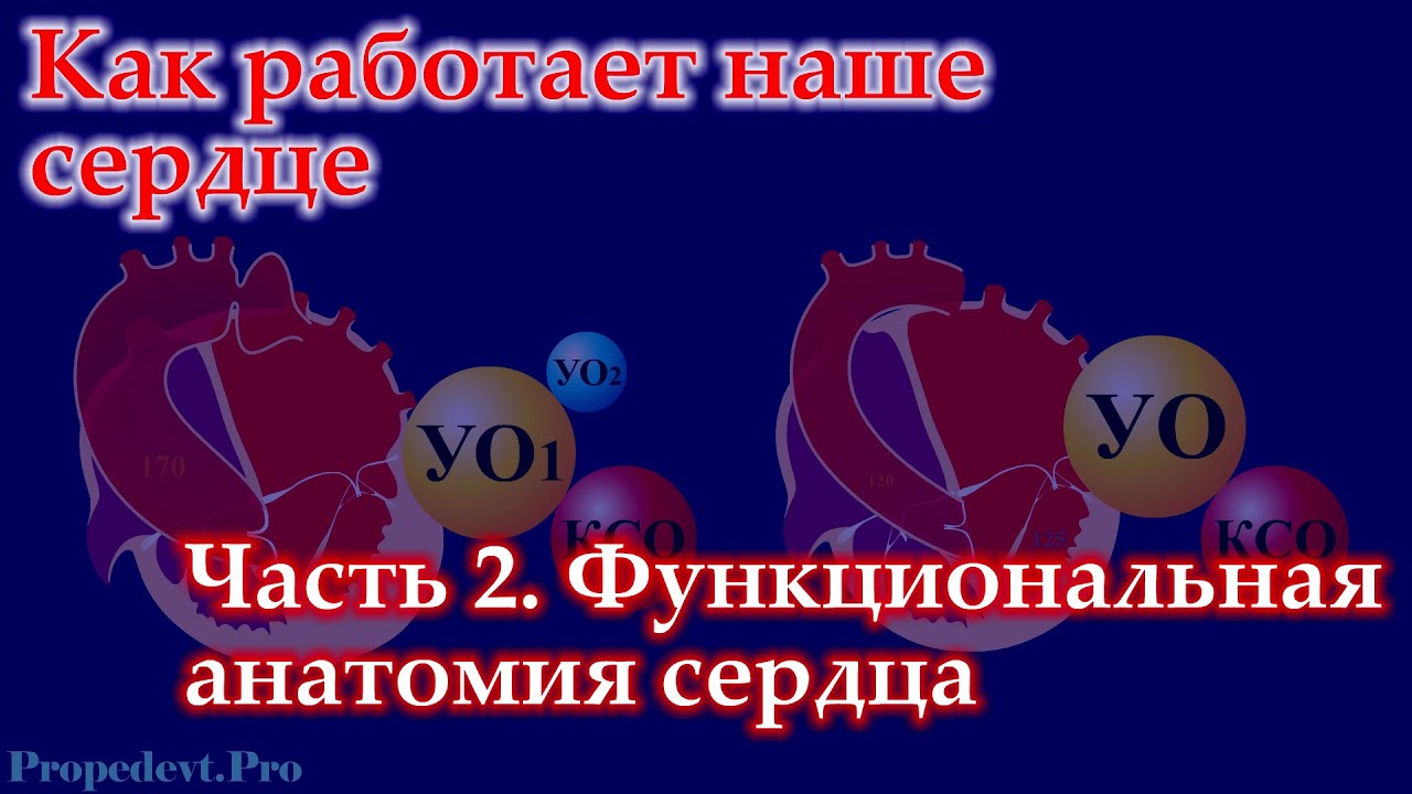 Как работает наше сердце. Часть 2. Функциональная анатомия сердца
