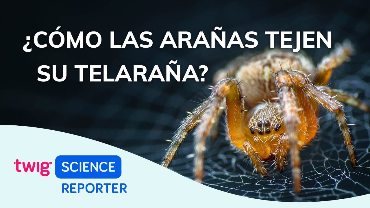 Twig Science Reporter en Español: ¿Cómo las arañas tejen su telaraña?
