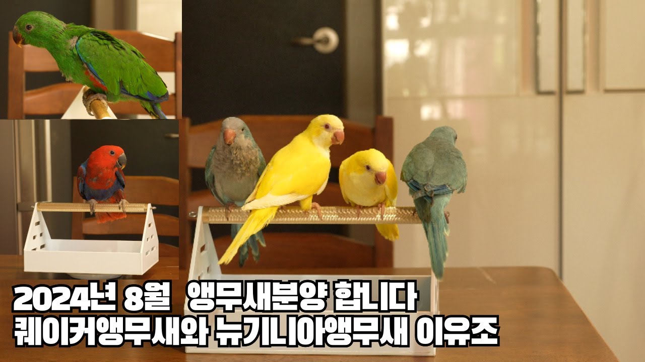 퀘이커앵무새와  뉴기니아앵무새 분양합니다 #대구앵무새농장 #버드레이크 #앵무새분양 #앵무새키우기