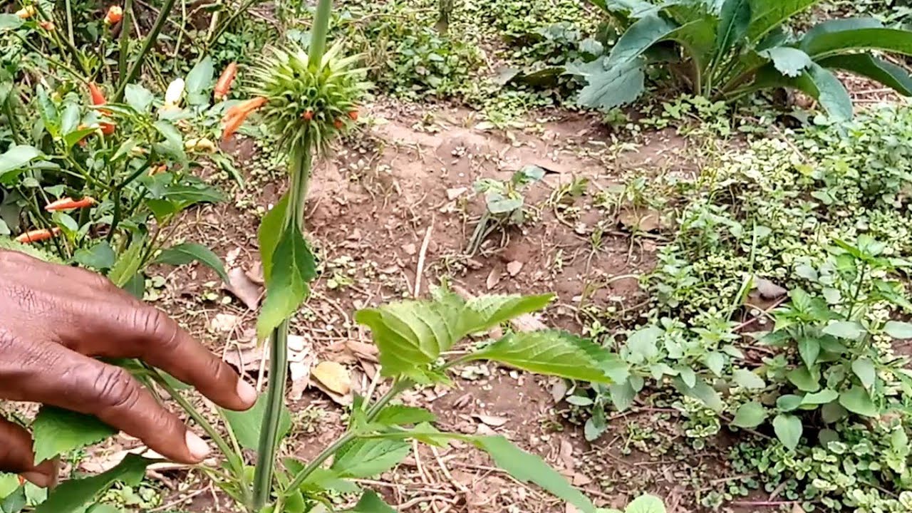 Lilino Edagala Baliyita Ekifumufumu Obadde Okimanyi Nti Ekifumufumu Bwekiti Bwekifanana