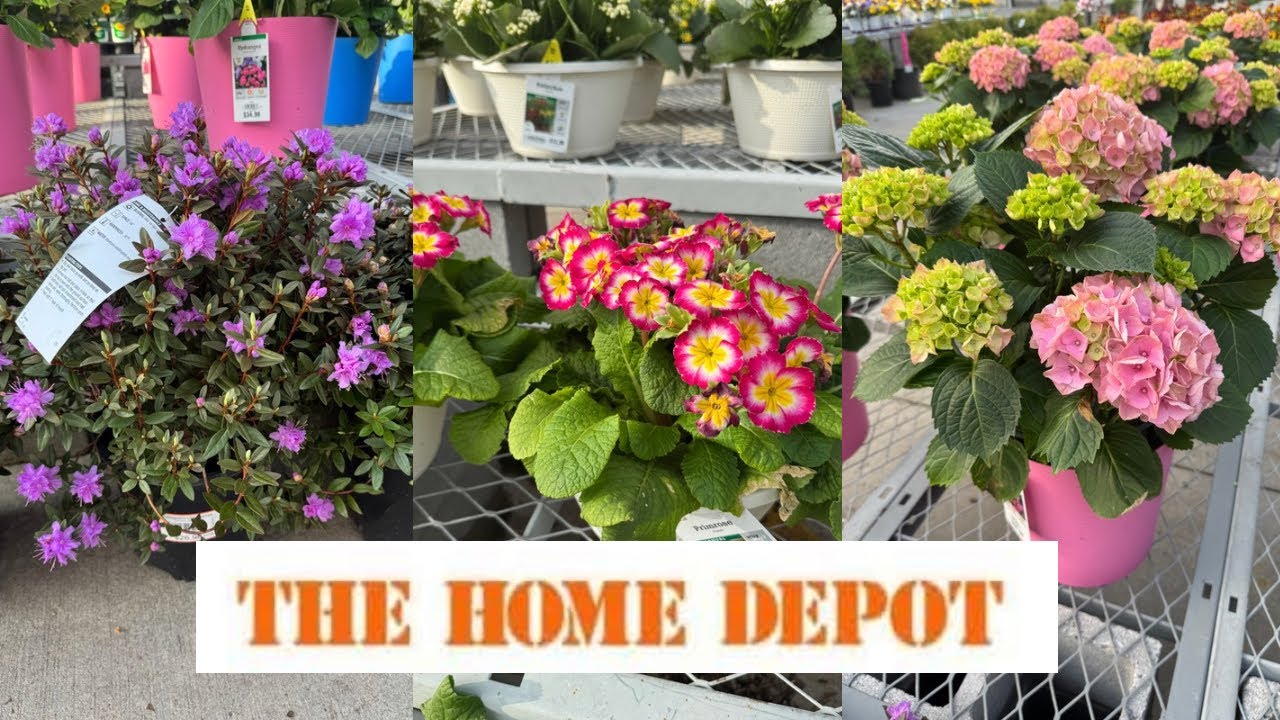 Лучшие новинки растений и распродажи в Home Depot к весне | Как сделать свой сад красивым?