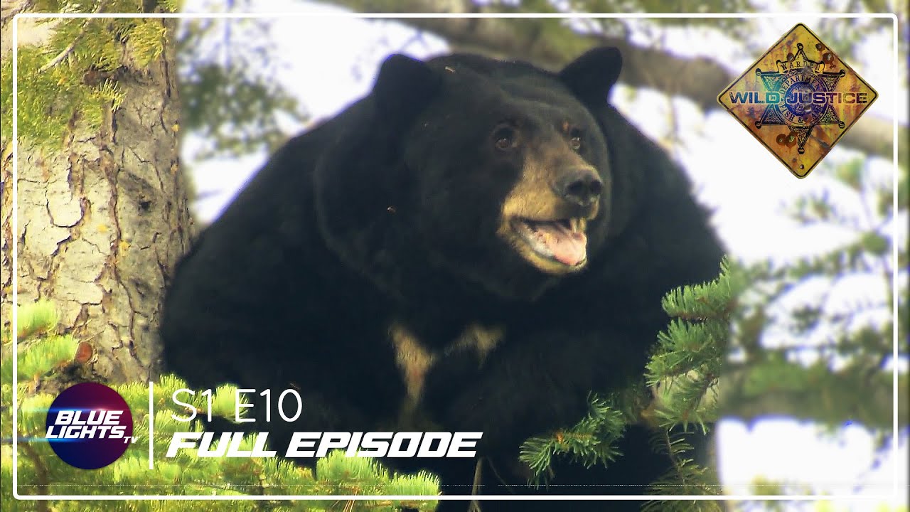 Wild Justice | Full Episode | Season 1 Episode 10