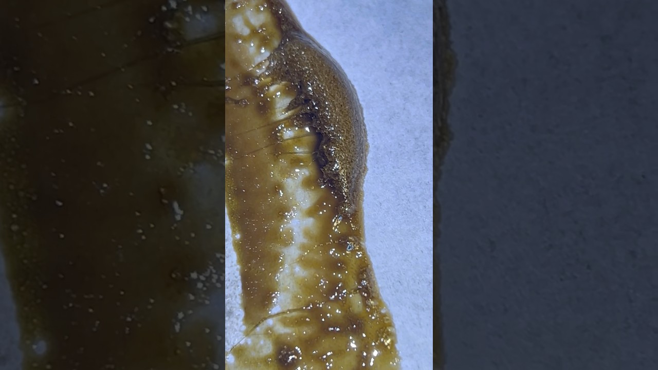 Dry Sift Rosin Final de Cosecha Exterior 2025 #шорты #cannabiseducation