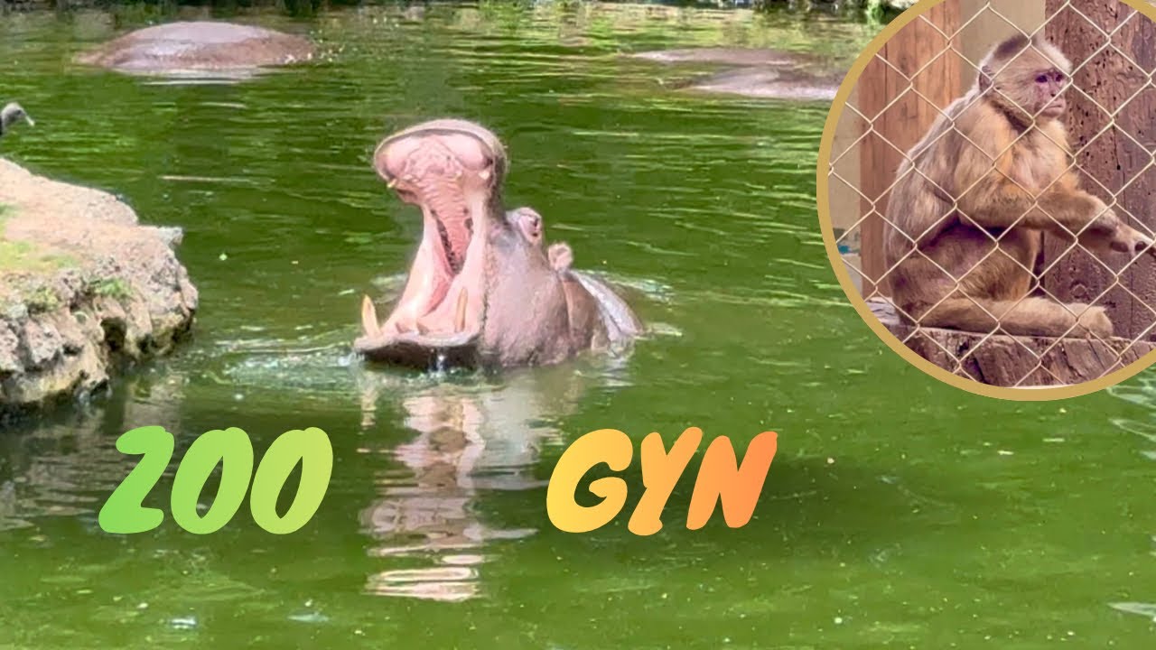 ZOOLÓGICO de Goiânia, diversos animais incríveis 