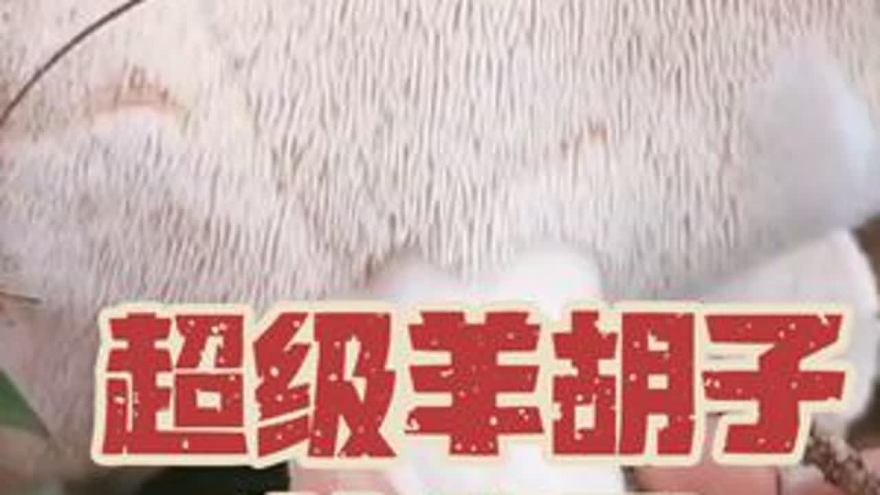 运气太好啦！闯进羊胡子菌窝窝头了。头一次捡到这么多这么大的羊胡子菌！真的太爽啦！#捡菌子 #捡菌子的乐趣 #羊胡子菌 #捡菌子的快乐 #捡菌子的季节