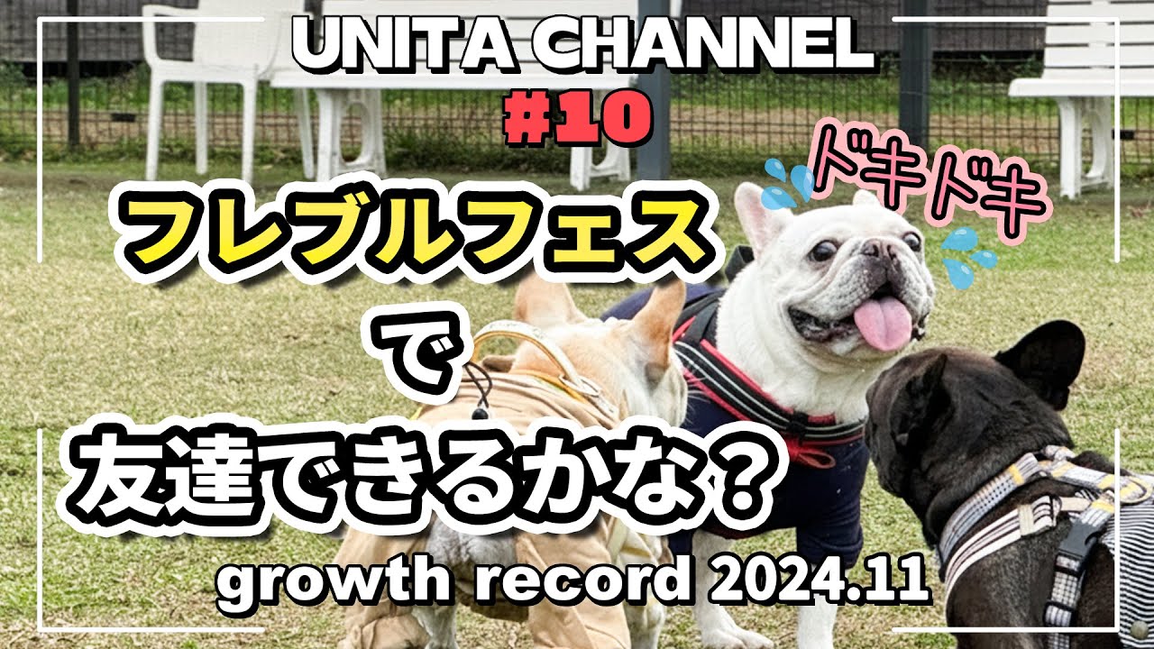 #10　【はじめてのフレブルフェス】と【初お泊まり旅行】2024年11月フレンチブルドッグうに太の成長記録
