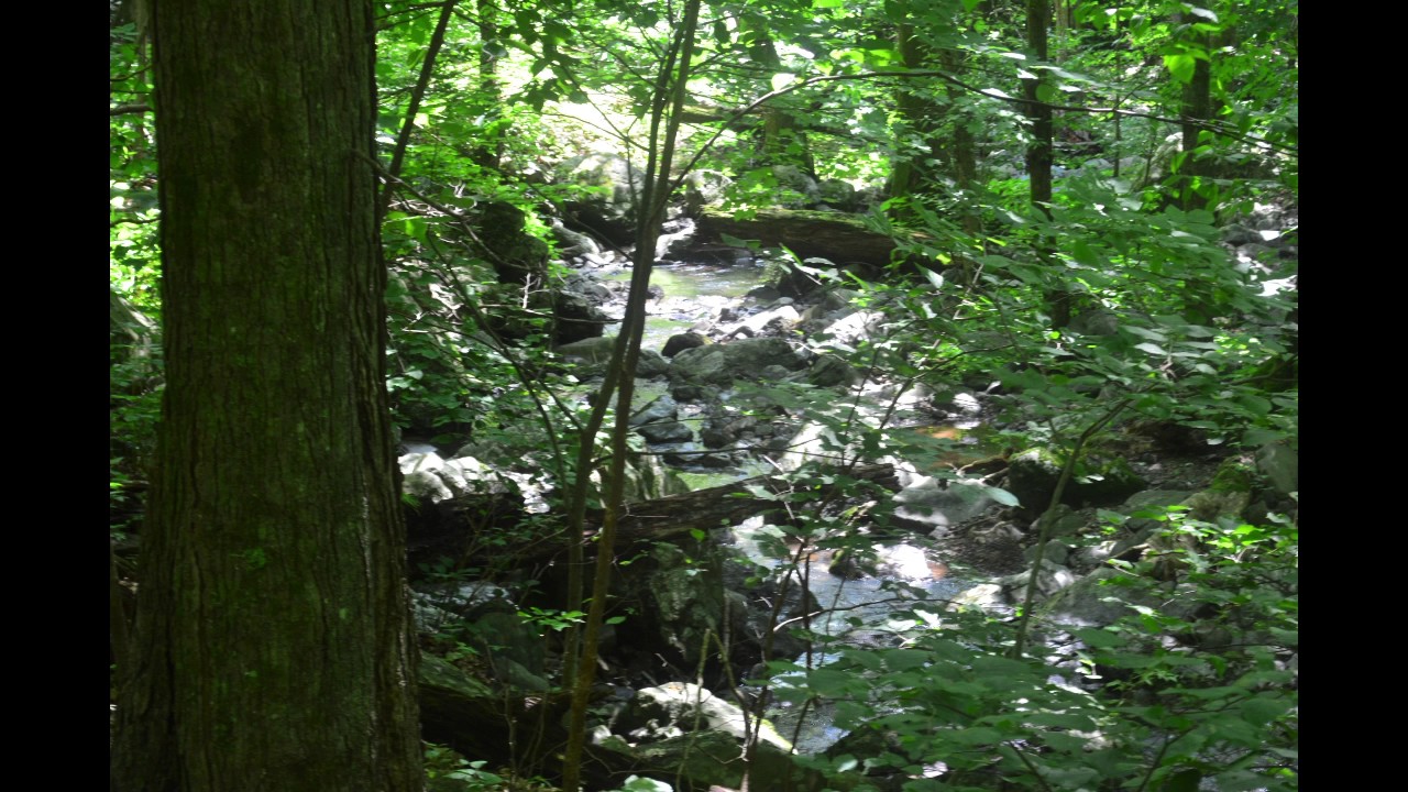Jones Run  Doyles River Loop 1