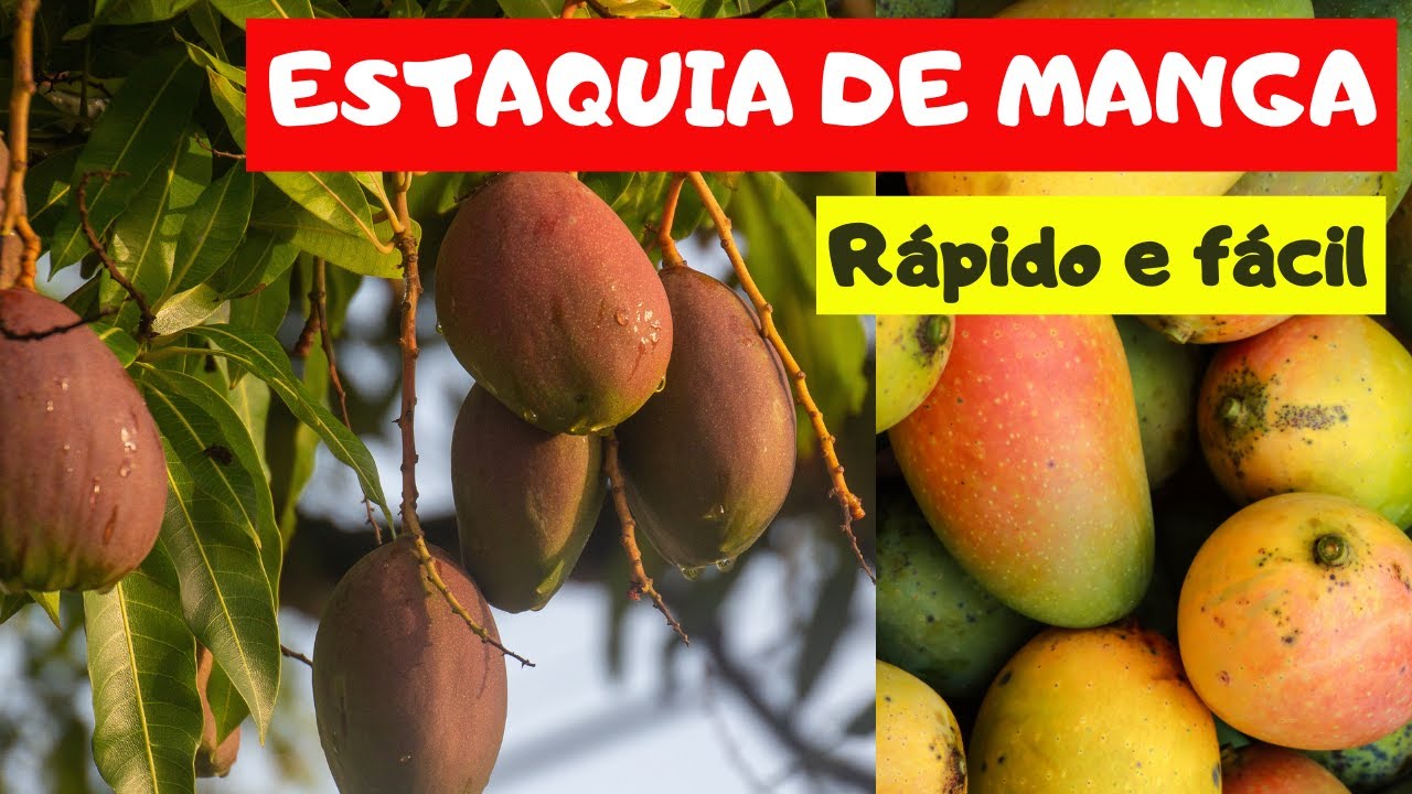 Estaquia de Manga.