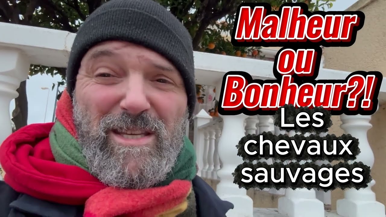 Malheur ou Bonheur...? L'exemple des chevaux sauvages de Lozère