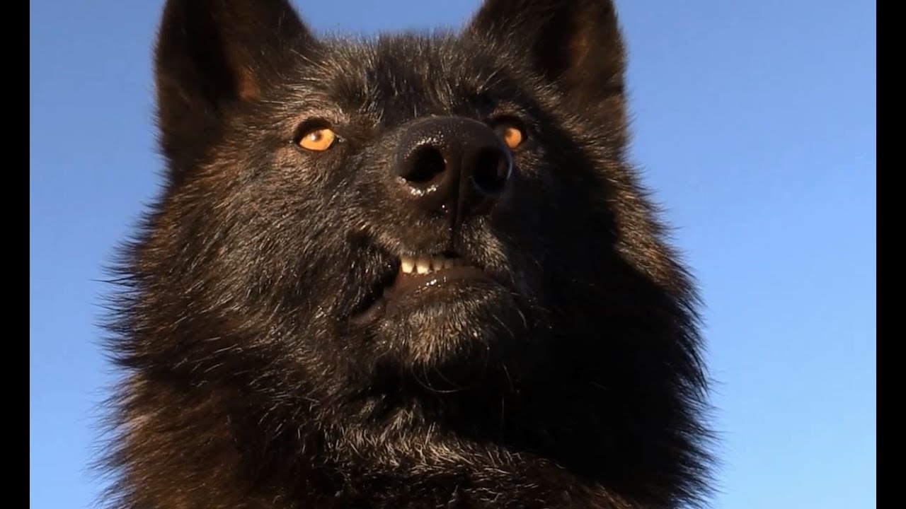 Scary Intelligent Wolves & Wolfdogs - Watch this...