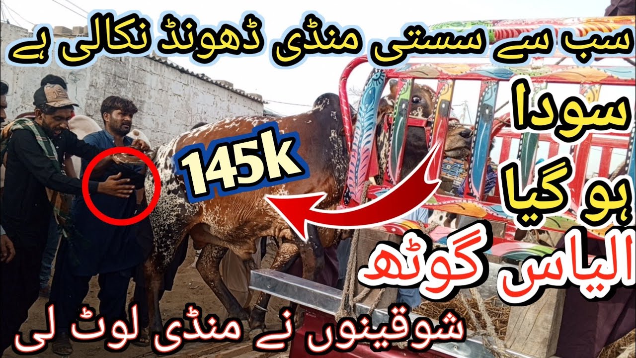 Ilyas Goth Mandi Karachi Cattle Latest Rates Update ❤️ || 30 May 2025 || Cow Mandi 2025