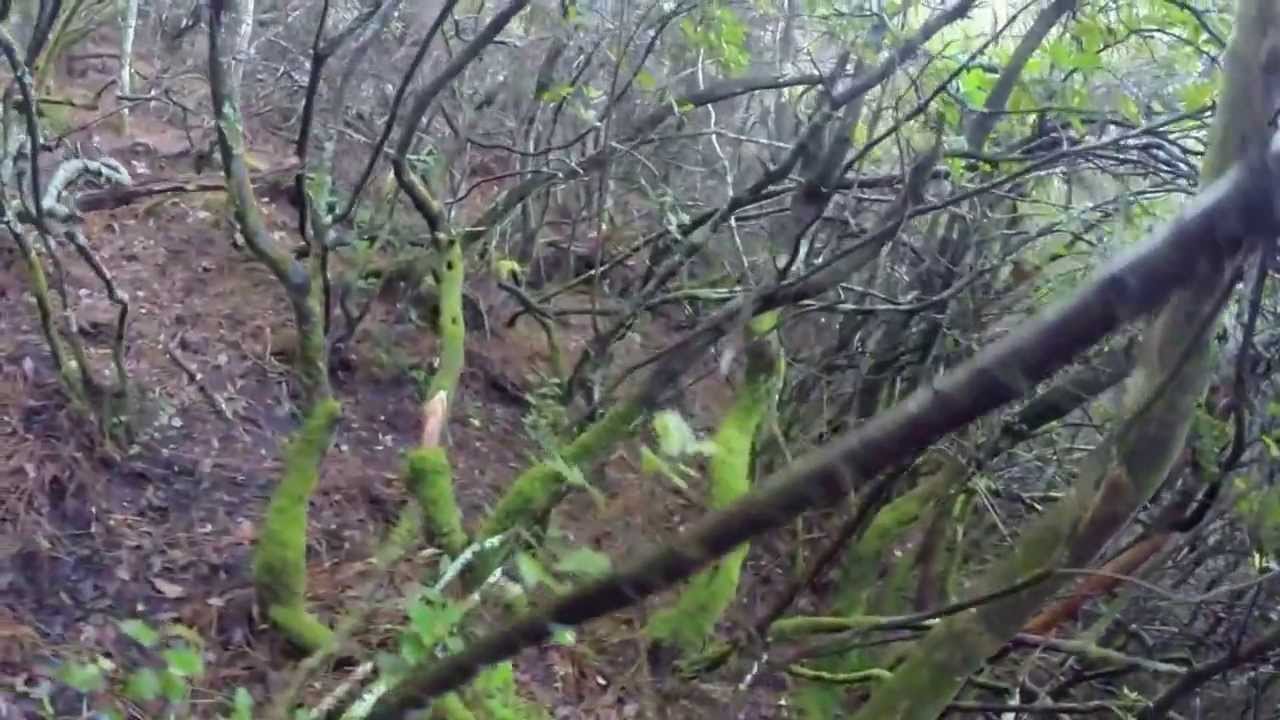 Chasse aux Sanglier à l'aproche en Corse.....magnifique Arrêt.....