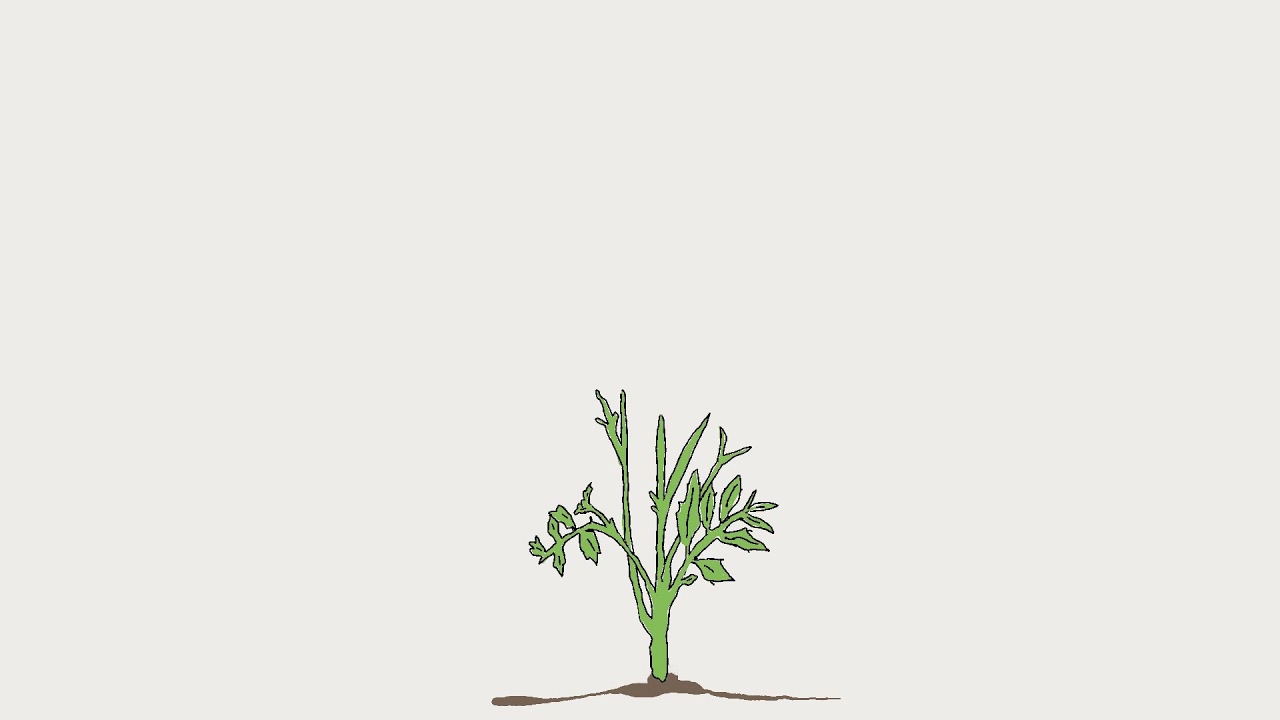 Seed to Flower; created in Animation Desk