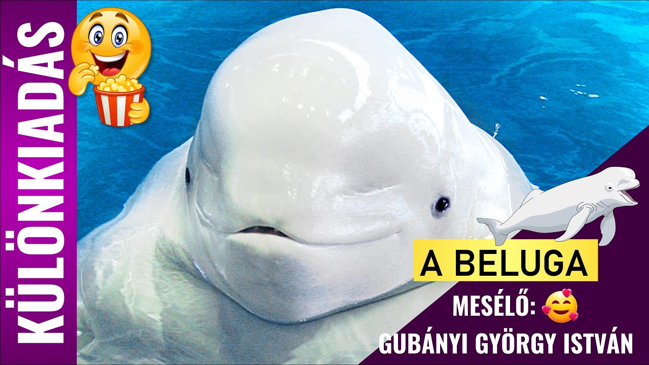 A BELUGA - Különkiadás 🥰 - Gubányi György István hangjával 🍿🎉 😊 | Állatok gyerekeknek