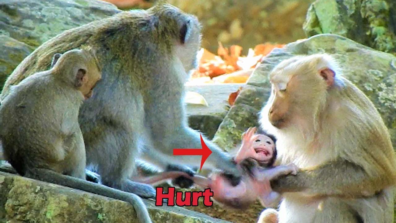 Serious Dragging ! mom Bonita keep Kidnap new baby Jody so strong ! Pity baby Jody nearly separate